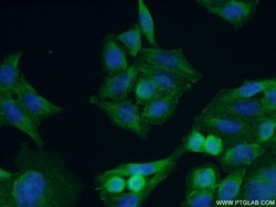 SPZ1 Rabbit anti-Human, Polyclonal, Proteintech:Antibodies:Primary Antibodies