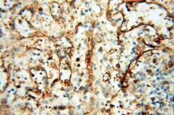 SPZ1 Rabbit anti-Human, Polyclonal, Proteintech:Antibodies:Primary Antibodies