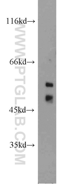 SPZ1 Rabbit anti-Human, Polyclonal, Proteintech:Antibodies:Primary Antibodies