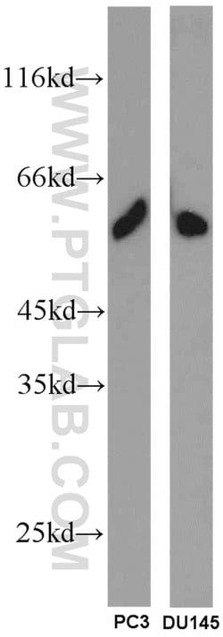 SPZ1 Rabbit anti-Human, Polyclonal, Proteintech:Antibodies:Primary Antibodies
