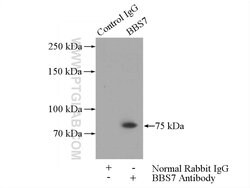 BBS7 Rabbit anti-Human, Mouse, Polyclonal, Proteintech:Antibodies:Primary