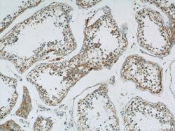 PAOX Rabbit anti-Human, Mouse, Rat, Polyclonal, Proteintech 150 &mu;L;