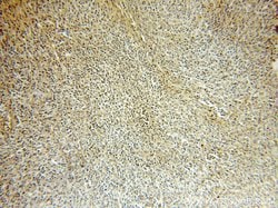 IRF8 Rabbit anti-Human, Mouse, Rat, Polyclonal, Proteintech:Antibodies:Primary