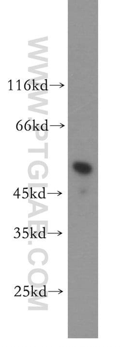 IRF8 Rabbit anti-Human, Mouse, Rat, Polyclonal, Proteintech:Antibodies:Primary