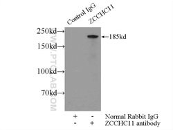 ZCCHC11 Rabbit anti-Human, Mouse, Polyclonal, Proteintech 150 &mu;L; Unconjugated:Antibodies,
