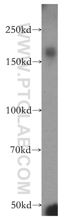 ZCCHC11 Rabbit anti-Human, Mouse, Polyclonal, Proteintech 150 &mu;L; Unconjugated:Antibodies,