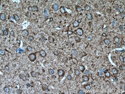 nNOS Rabbit anti-Human, Mouse, Polyclonal, Proteintech 150 &mu;L; Unconjugated:Antibodies,