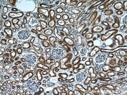 nNOS Rabbit anti-Human, Mouse, Polyclonal, Proteintech 150 &mu;L; Unconjugated:Antibodies,