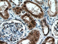 nNOS Rabbit anti-Human, Mouse, Polyclonal, Proteintech 150 &mu;L; Unconjugated:Antibodies,
