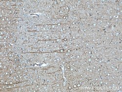 nNOS Rabbit anti-Human, Mouse, Polyclonal, Proteintech 150 &mu;L; Unconjugated:Antibodies,