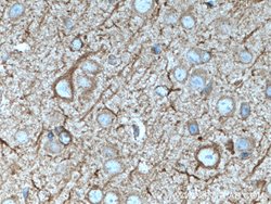 nNOS Rabbit anti-Human, Mouse, Polyclonal, Proteintech 150 &mu;L; Unconjugated:Antibodies,
