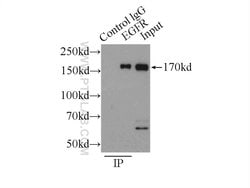 EGFR Rabbit anti-Human, Rat, Polyclonal, Proteintech 150 &mu;L; Unconjugated:Antibodies,