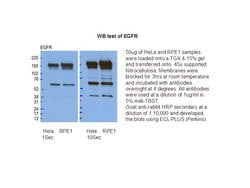 EGFR Rabbit anti-Human, Rat, Polyclonal, Proteintech 150 &mu;L; Unconjugated:Antibodies,