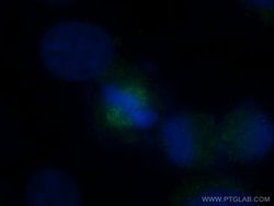 HAUS3 Rabbit anti-Human, Mouse, Rat, Polyclonal, Proteintech 150 μL;