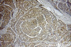 HAUS3 Rabbit anti-Human, Mouse, Rat, Polyclonal, Proteintech 150 μL;