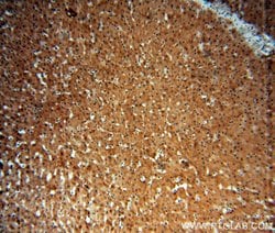 SGMS1 Rabbit anti-Human, Mouse, Rat, Polyclonal, Proteintech:Anticorps:Anticorps