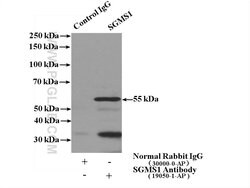SGMS1 Rabbit anti-Human, Mouse, Rat, Polyclonal, Proteintech:Anticorps:Anticorps