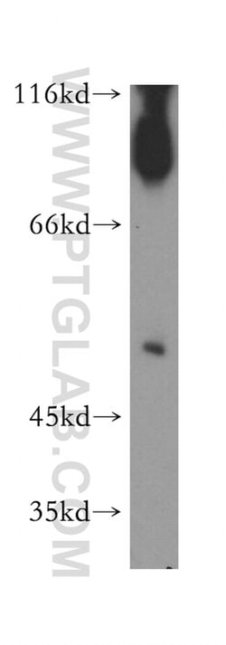 SGMS1 Rabbit anti-Human, Mouse, Rat, Polyclonal, Proteintech:Anticorps:Anticorps