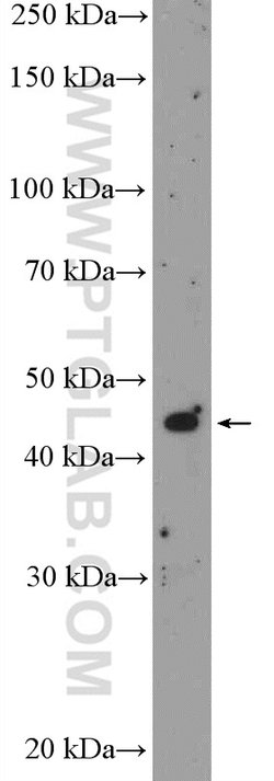 MDM2 Rabbit anti-Human, Mouse, Rat, Polyclonal, Proteintech 20 &mu;L; Unconjugated:Antibodies,