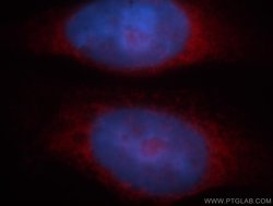 BAG1 Rabbit anti-Human, Mouse, Rat, Polyclonal, Proteintech:Antibodies:Primary