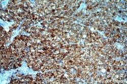 BAG1 Rabbit anti-Human, Mouse, Rat, Polyclonal, Proteintech:Antibodies:Primary