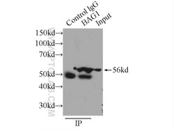 BAG1 Rabbit anti-Human, Mouse, Rat, Polyclonal, Proteintech:Antibodies:Primary