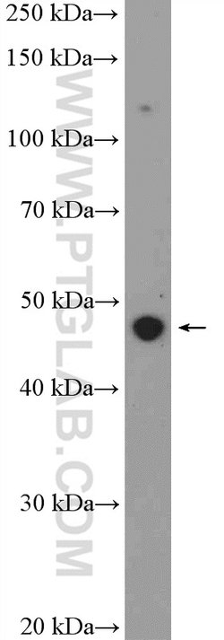 BAG1 Rabbit anti-Human, Mouse, Rat, Polyclonal, Proteintech:Antibodies:Primary