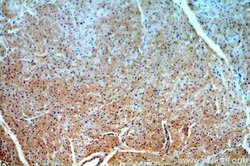 PRICKLE3 Rabbit anti-Human, Mouse, Rat, Polyclonal, Proteintech:Antibodies:Primary