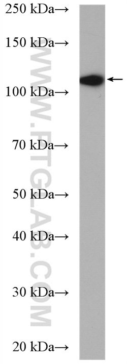 EPAC2 Rabbit anti-Human, Mouse, Rat, Polyclonal, Proteintech:Antibodies:Primary