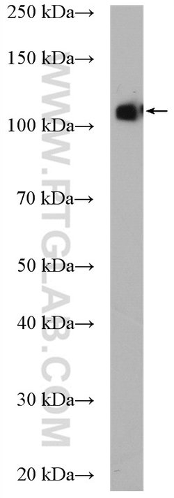 EPAC2 Rabbit anti-Human, Mouse, Rat, Polyclonal, Proteintech:Antibodies:Primary