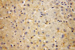 EPAC2 Rabbit anti-Human, Mouse, Rat, Polyclonal, Proteintech:Antibodies:Primary