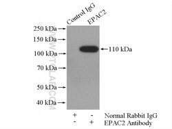 EPAC2 Rabbit anti-Human, Mouse, Rat, Polyclonal, Proteintech:Antibodies:Primary