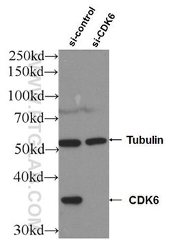 CDK6 Rabbit anti-Human, Mouse, Rat, Polyclonal, Proteintech:Antibodies:Primary