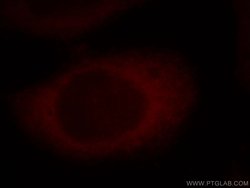 RAP1GAP Rabbit anti-Human, Mouse, Rat, Polyclonal, Proteintech:Antibodies:Primary