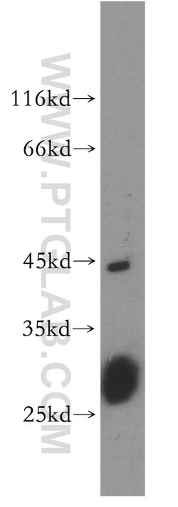 CDC42EP4 Rabbit anti-Human, Mouse, Rat, Polyclonal, Proteintech:Antibodies:Primary
