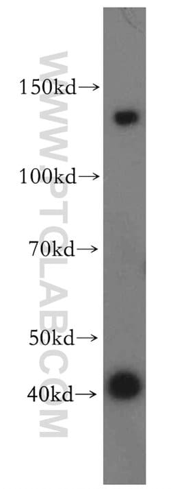 CLCA2 Rabbit anti-Human, Mouse, Polyclonal, Proteintech 150 &mu;L; Unconjugated:Antibodies,