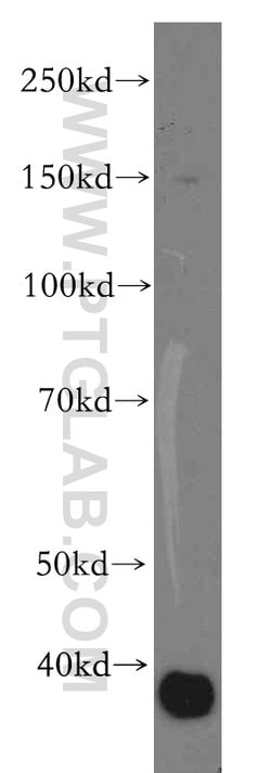 CLCA2 Rabbit anti-Human, Mouse, Polyclonal, Proteintech 150 &mu;L; Unconjugated:Antibodies,