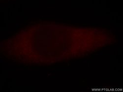 USP10 Rabbit anti-Human, Mouse, Rat, Polyclonal, Proteintech:Antibodies:Primary