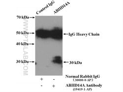 ABHD14A Rabbit anti-Human, Mouse, Rat, Polyclonal, Proteintech:Antibodies:Primary