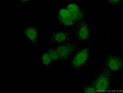 FAM103A1 Rabbit anti-Human, Mouse, Rat, Polyclonal, Proteintech:Antibodies:Primary
