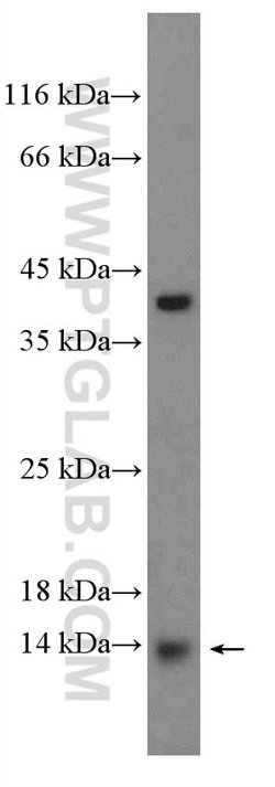FAM103A1 Rabbit anti-Human, Mouse, Rat, Polyclonal, Proteintech:Antibodies:Primary