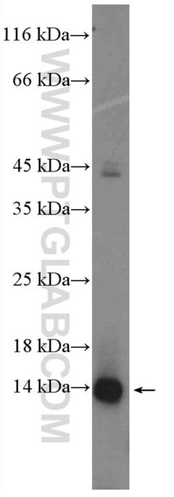 Proteintech FAM103A1 Rabbit anti-Human, Mouse, Rat, Polyclonal, Proteintech