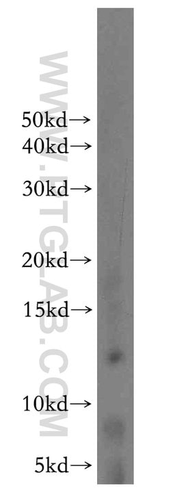 COX16 Rabbit anti-Human, Mouse, Polyclonal, Proteintech 150 &mu;L; Unconjugated:Antibodies,