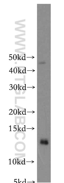 COX16 Rabbit anti-Human, Mouse, Polyclonal, Proteintech 150 &mu;L; Unconjugated:Antibodies,