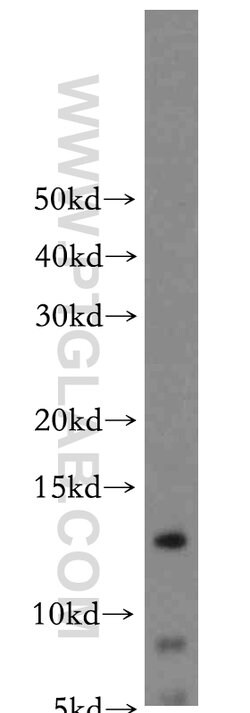 COX16 Rabbit anti-Human, Mouse, Polyclonal, Proteintech 150 &mu;L; Unconjugated:Antibodies,