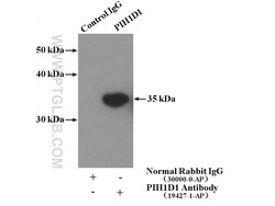 PIH1D1 Rabbit anti-Human, Mouse, Rat, Polyclonal, Proteintech:Antibodies:Primary