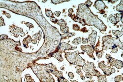 CCDC94 Rabbit anti-Human, Mouse, Rat, Polyclonal, Proteintech 150 &mu;L | Buy Online | Proteintech Group Inc | Fisher Scientific