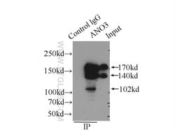 ANO3 Rabbit anti-Human, Mouse, Polyclonal, Proteintech 150 &mu;L; Unconjugated:Antibodies,