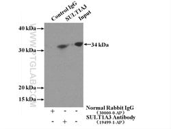 SULT1A3 Rabbit anti-Human, Mouse, Polyclonal, Proteintech:Antibodies:Primary
