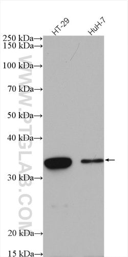 SULT1A3 Rabbit anti-Human, Mouse, Polyclonal, Proteintech:Antibodies:Primary